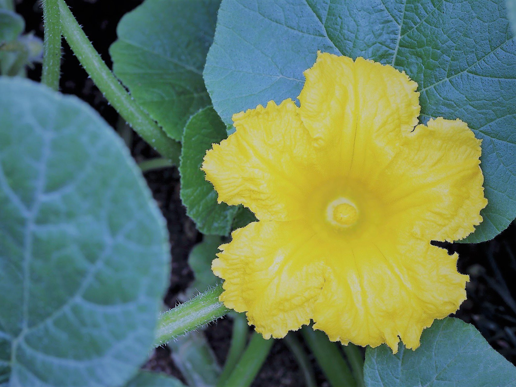 久方の 黄色のかぼちゃの花 かぼちゃは アメリカ大陸原産のうり科かぼちゃ属の栽培植物である 栗南瓜 家庭菜園 西洋 かぼちゃ かぼちゃ アメリカ T Co 9ijmoo0cc1 Twitter