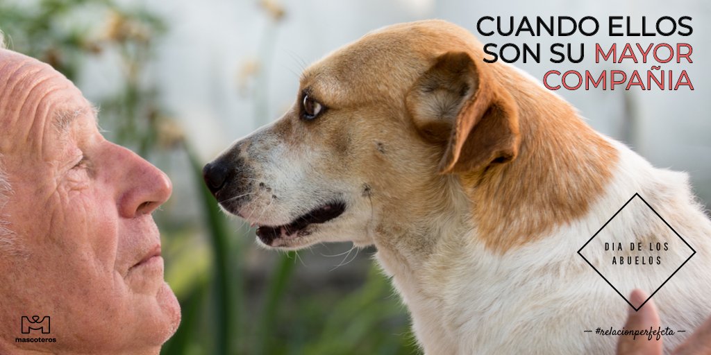 GrupoMascoteros's tweet photo. DIA DE LOS ABUELOS 
#relacionperfecta
…
…
#mascoteros #perrosfelices #mascotas #perrosdeinstagram #doglove #doglife #dogoftheday #doglover #ilovemydog #petstagram #animal #puppy #instapuppy #doglovers https://t.co/rRSHavsBow