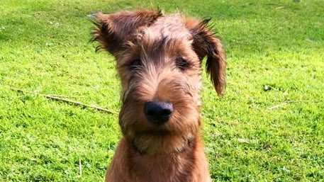 ChurchfieldJE's tweet photo. Meet Lump - the star of our #PetsMonth story on @BBCCornwall #Breakfast - I’ve been to see him in action at one of #Cornwall’s many puppy training sessions #dogs https://t.co/llVlUzIhEY