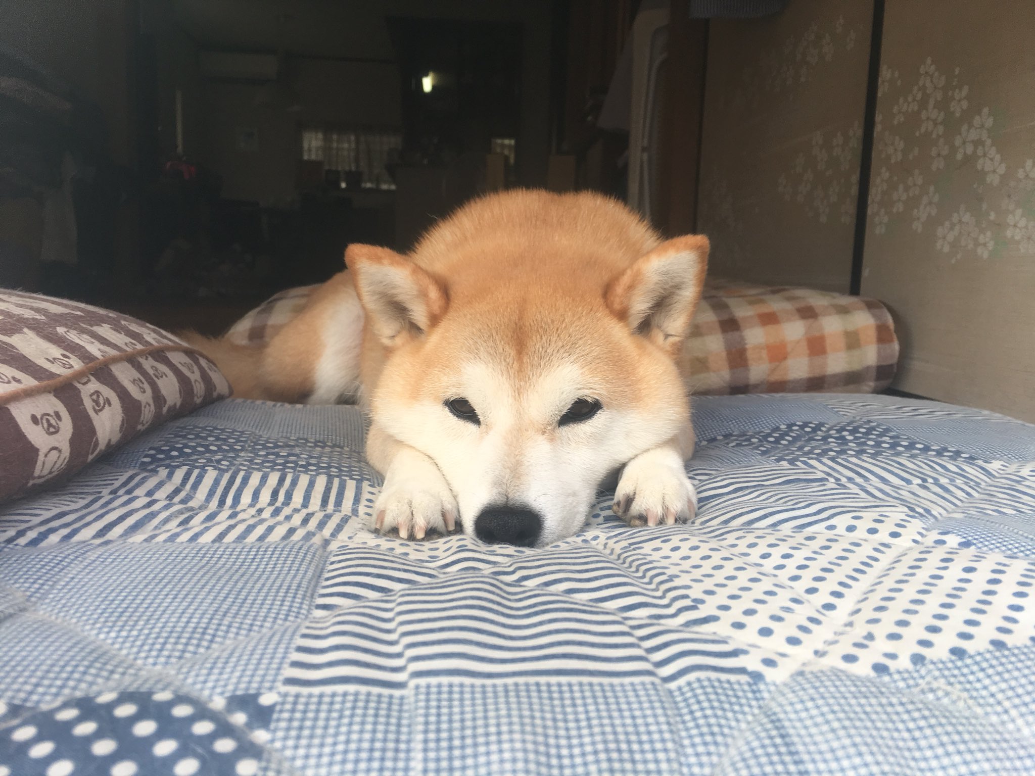 やよい 朝ケツに注射された犬 T Co Xqgkhzygnz Twitter やよい 朝ケツに注射された犬 T Co Xqgkhzygnz Twitter