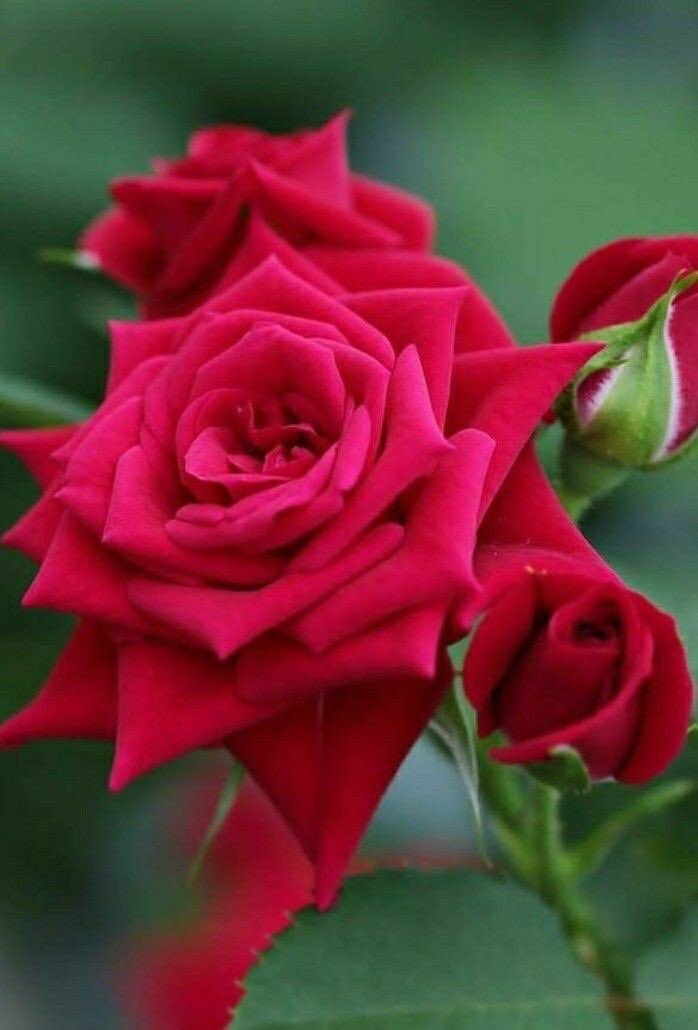 Attiaf22's tweet photo. ..

قال ﷺ ..

إن من أفضل أيامكم يوم #الجمعة ، فأكثروا علي من الصلاة فيه ، فإن صلاتكم معروضة علي.
.
 #يوم_الجمعة
.

…
ã https://t.co/ZrAXHU0JBl