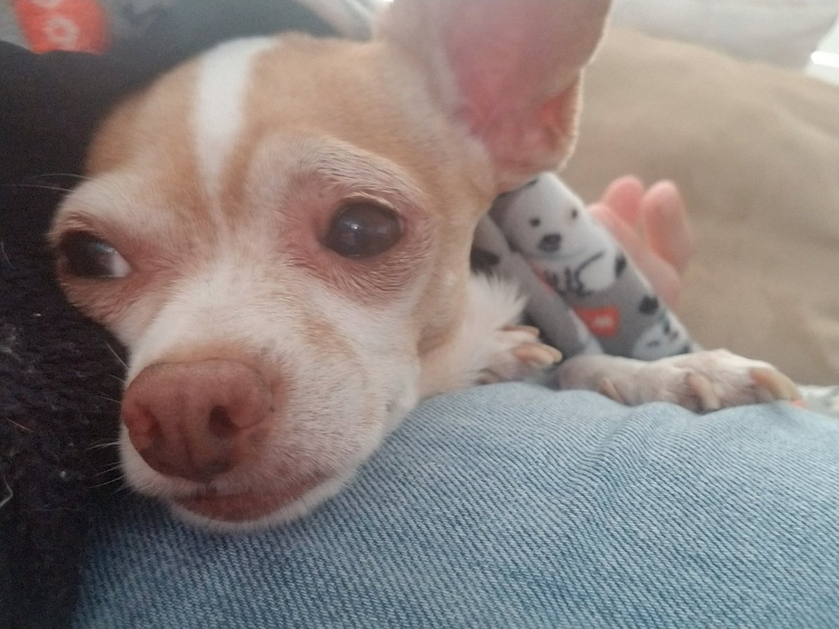 Angela ❤s 🐶🐾 and Misses 🐱 tweet media