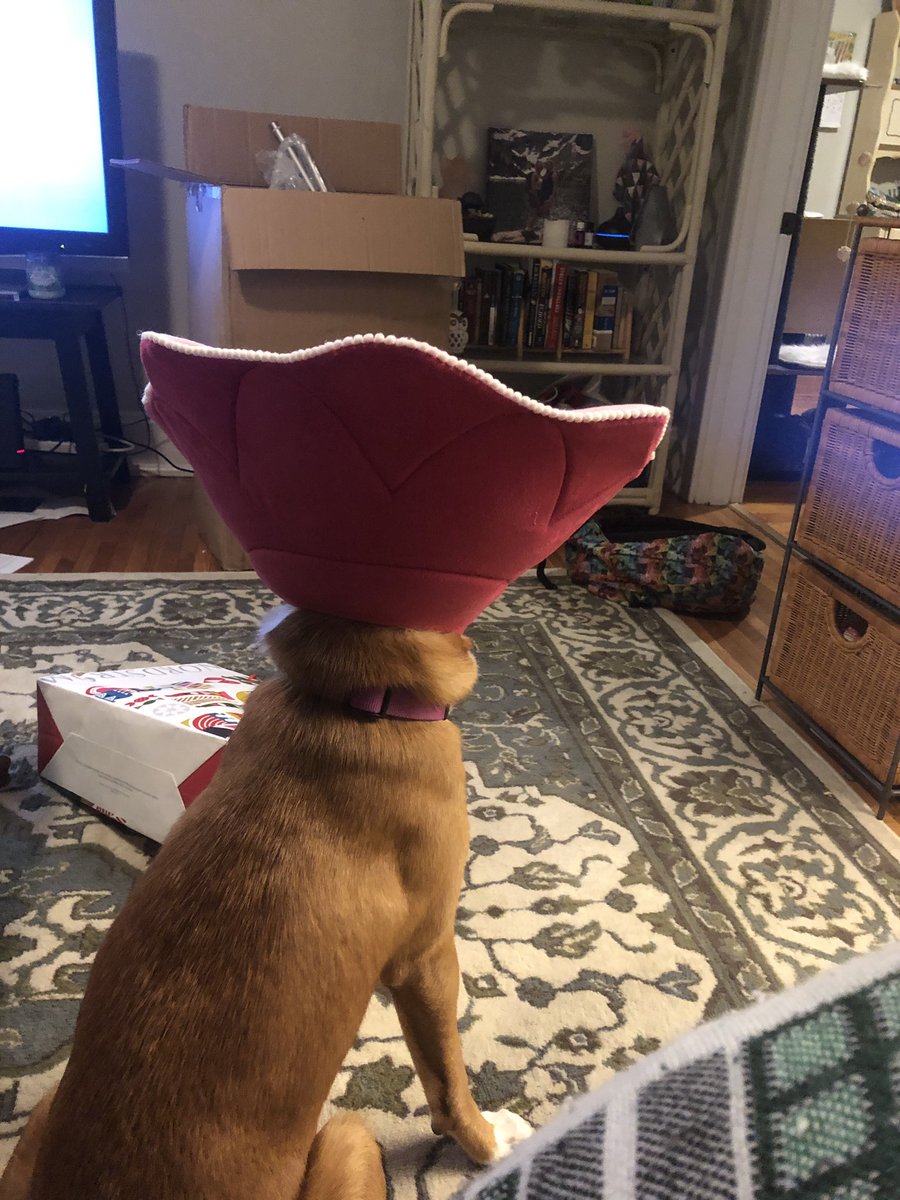 Jamie_44's tweet photo. My poor baby had to get surgery on Tuesday, and has to wear a cone for 2 weeks. Of course I got her the cutest, softest one ever !!! https://t.co/JJvfzTVSsk