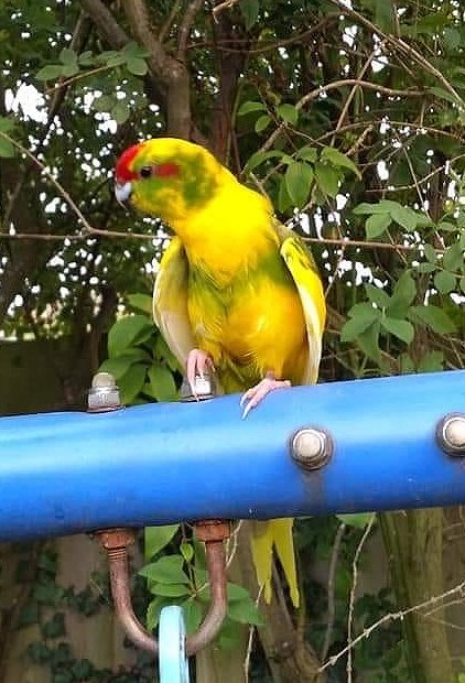 Does this chap belong to you?  Hovering around the Gladstone Street area for the past day or so.