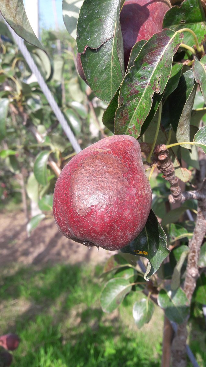 40 graden in Nederland dan zitten de fruittelers met de gebakken peren #hitte #hollandsfruit