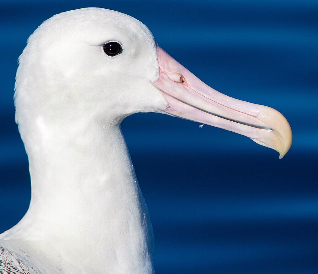 More images from my archives edited in the last days, including this Southern Royal Albatross - such a stunning bird and HUGE! That bill alone...

#royalalbatross #southernroyalalbatross #albatross #leicaambassador #newzealand #seabirds