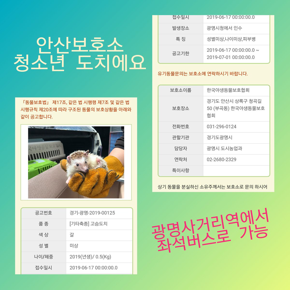 yihui781's tweet photo. ☆RT이벤트☆

한달 이상 보호소에서 못나온 안산보호소 유기도치와 공고기간이 끝난 부산 누리동물병원 유기도치의 임보 입양처를 구하고 있어요 

7월26일 기준으로 둘다 보호소로 문의가 단 한건도 없었다고 합니다
 
어디든 퍼가주시고 
리트윗 500이 되면 한분께 둘어떤 흑당라떼 보내드릴께요! https://t.co/Br2mpRAZ8F