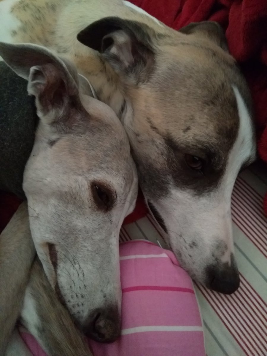 Der_KaFee's tweet photo. #OldYoung #harmmony #whippet #nationaldogphotographyday https://t.co/c5y70hUZSy