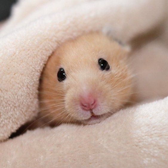 gnanixhamster's tweet photo. Cute 💕
#JINHWAN #iKON https://t.co/LXB105HgwY