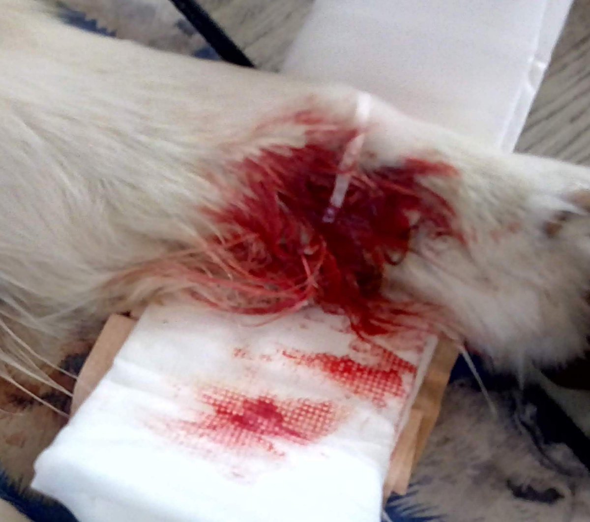 YounyLinda's tweet image. Gordon was in the wars yesterday. Jumped in long grass at the local playpark 5.30am landing on broken bottle left by some degenerate thoughtless moron. Whats the need to smash glass bottles in public places? He's been stapled and wrapped.