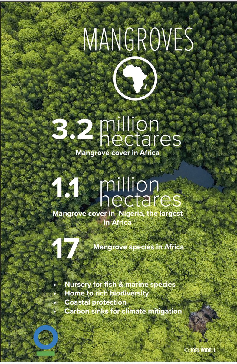 Happy #WorldMangroveDay! Some key numbers about #mangroves in #Africa.