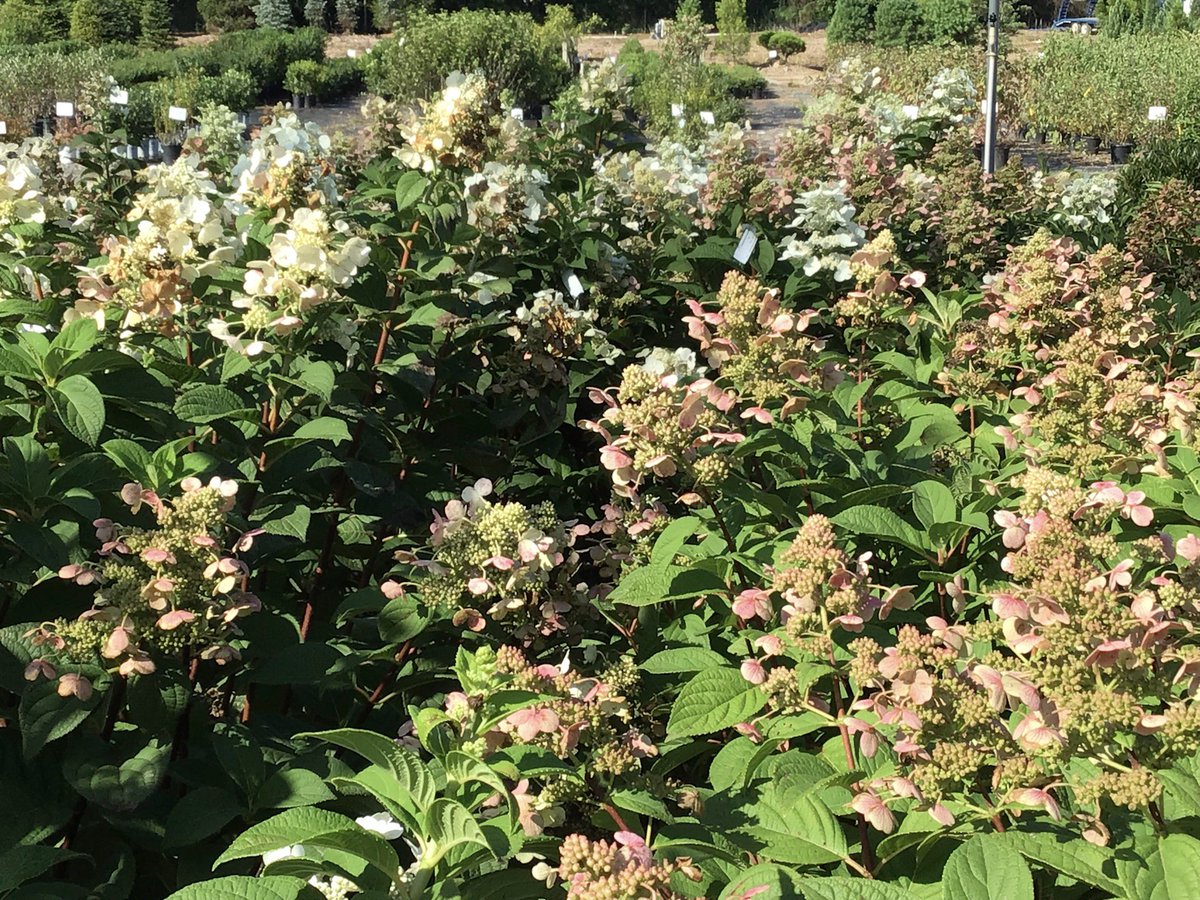 CSpringsLisbon's tweet image. #QuickFire in transition! Call to reserve or come in and tag your favorite. #CSWN