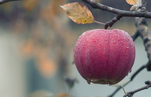Study finds organic apples have more diverse and balanced bacterial community, yes bacteria is good for you!! theguardian.com/society/2019/j… #organicapples #organicfood