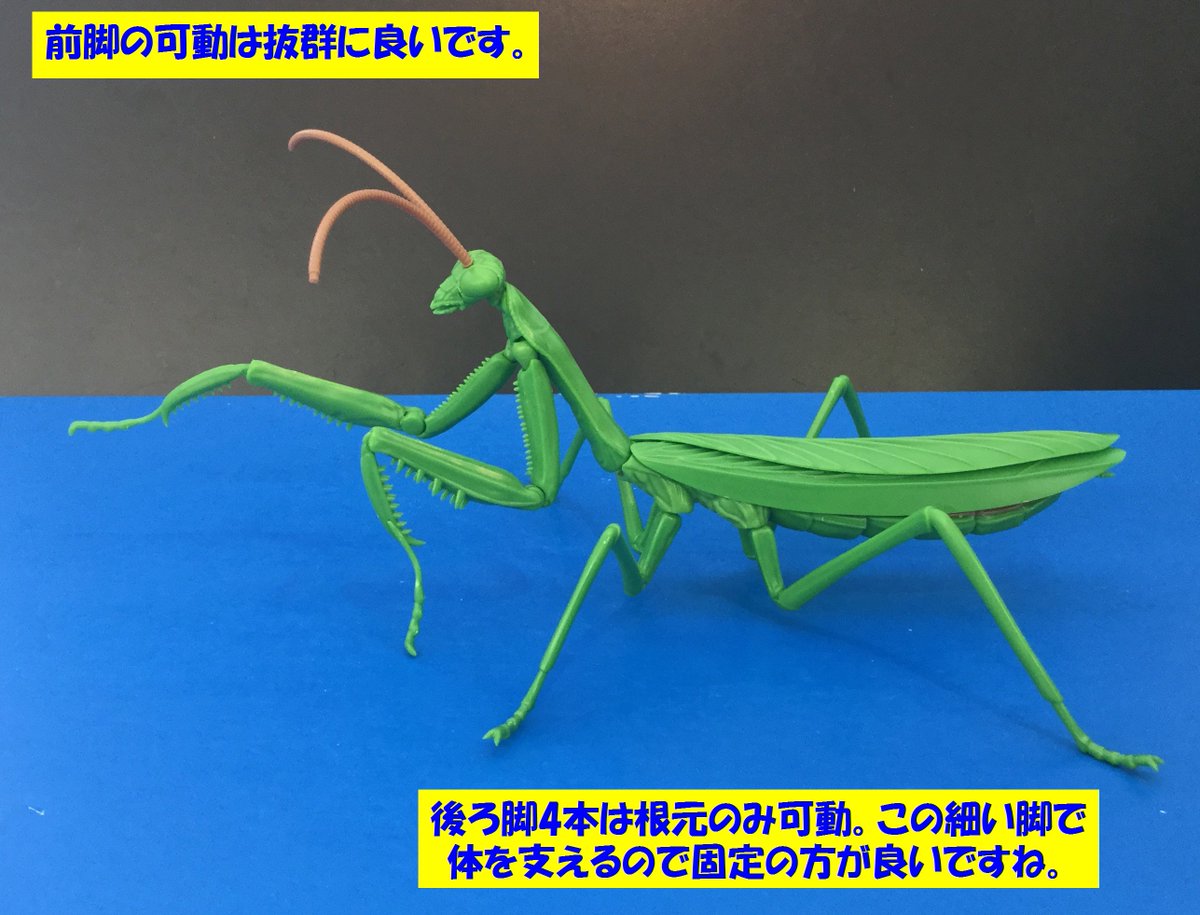 おもちゃ屋本舗 米沢店 良く動くカマキリ 下から見たカマキリ ラブリーなカマキリをご堪能下さい