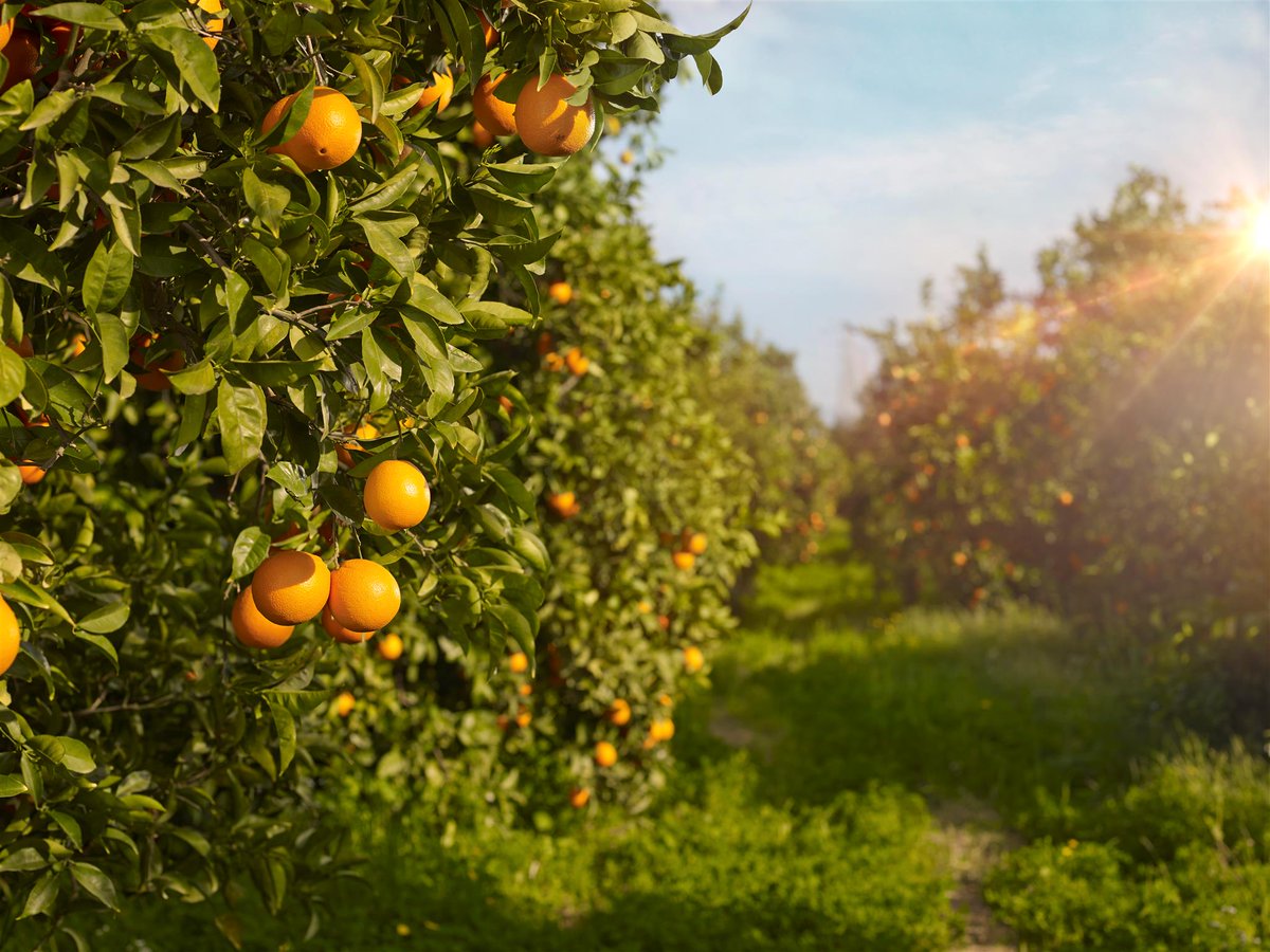Iberia Jp En Twitter スペイン最高のオレンジの産地はご存知ですか そう バレンシア バレンシアオレンジは甘くてジューシー 頻繁に オレンジを買いに来る人もいれば 自分専用のオレンジの木を丸ごと買う人も 購入すると専用の木が植えられ 所有者はいつでも
