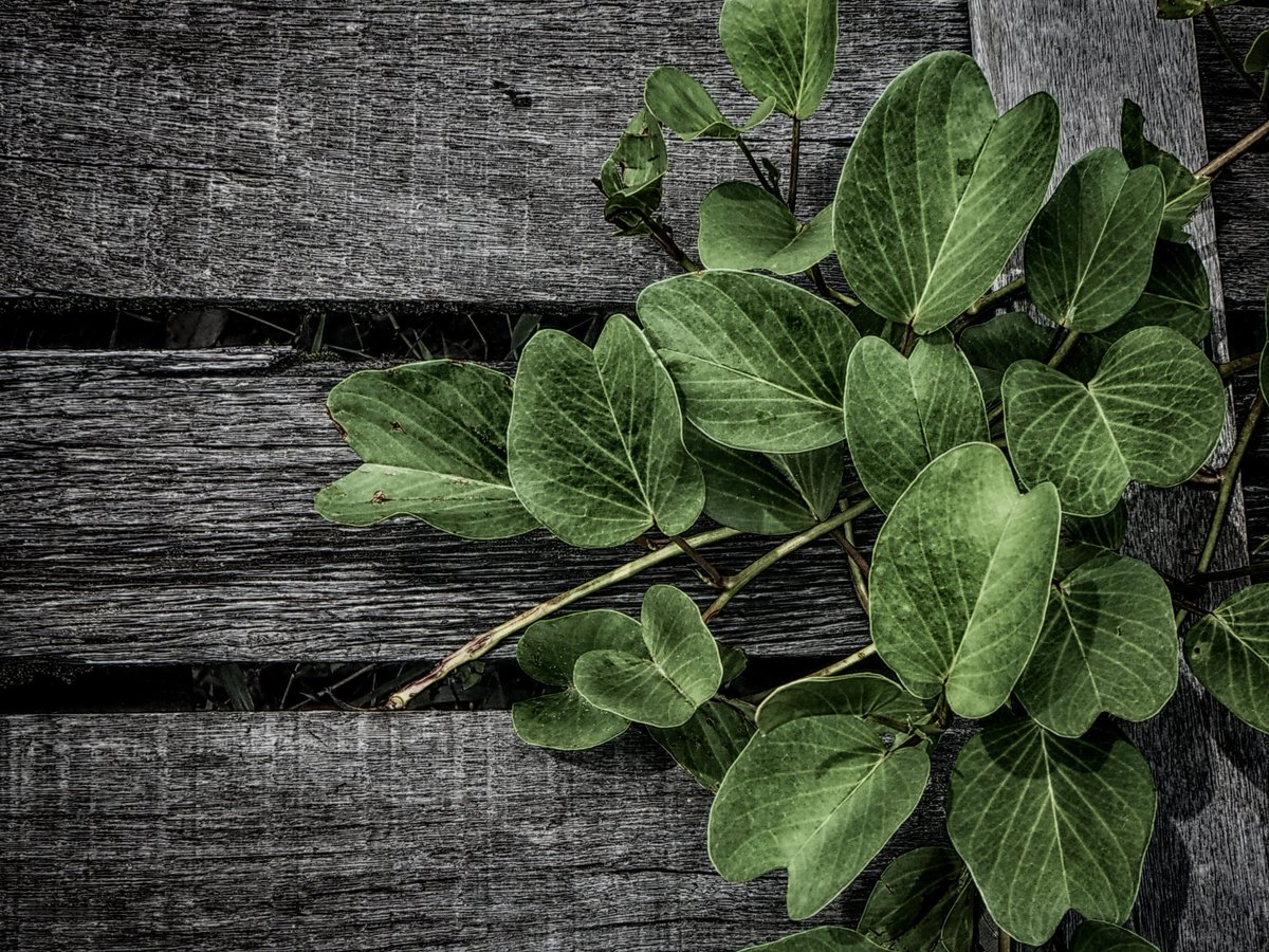 EnfocarPhoto's tweet image. Botanical Photo Print, Malaysia Photography tuppu.net/1014e3ab #Etsy #EnfocarPhotography #LeafPrint