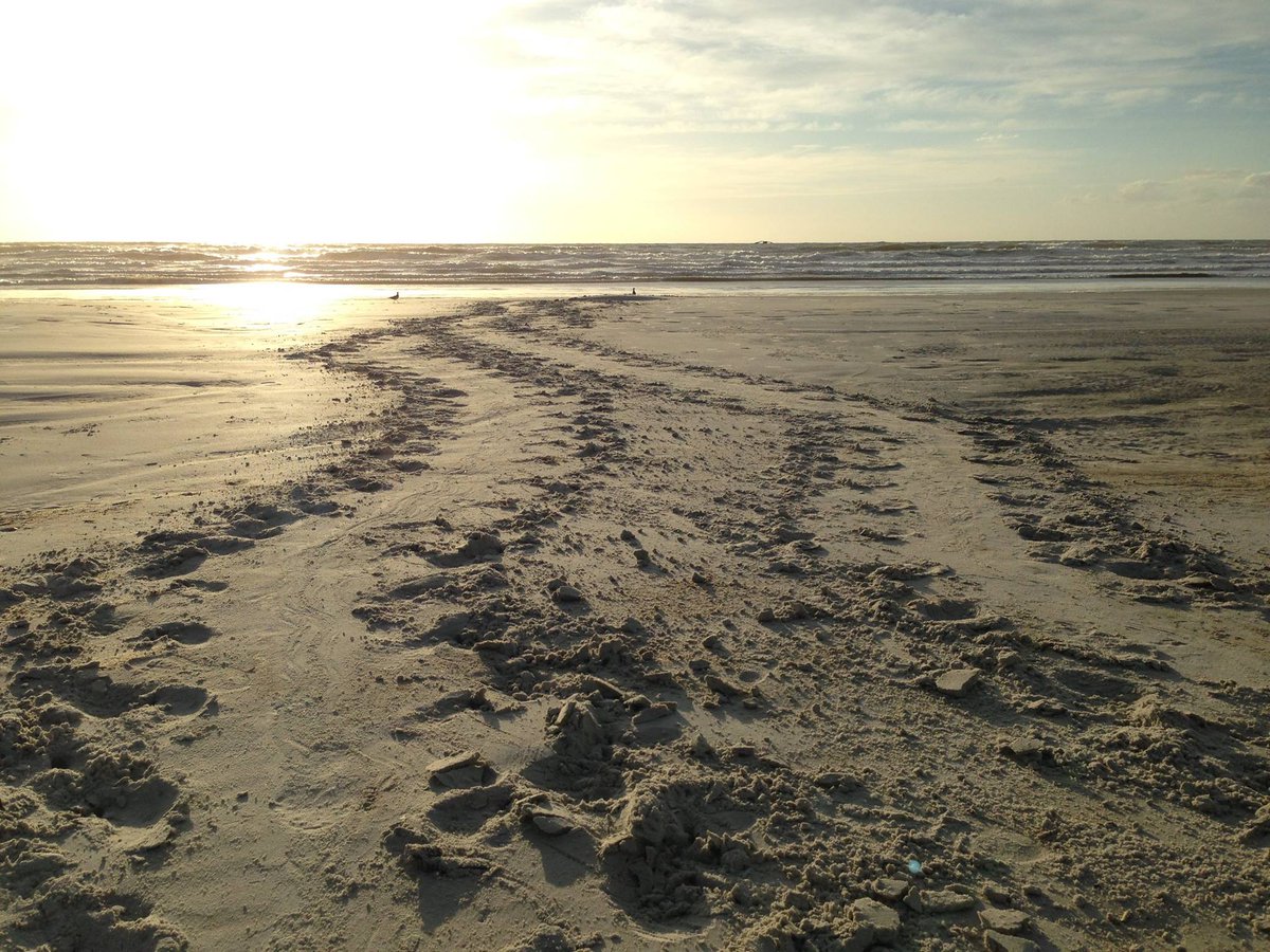 Flaecotours's tweet photo. It's Turtle Nesting Season! May 1 - Oct 31 You can have a positive impact on nesting sea turtles by taking the following actions while enjoying the beach: Fill in holes. Clean up your mess. Don't leave chairs, etc on the beach overnight. Don't approach turtles. No flashlights. https://t.co/ZXt7P9UMqk
