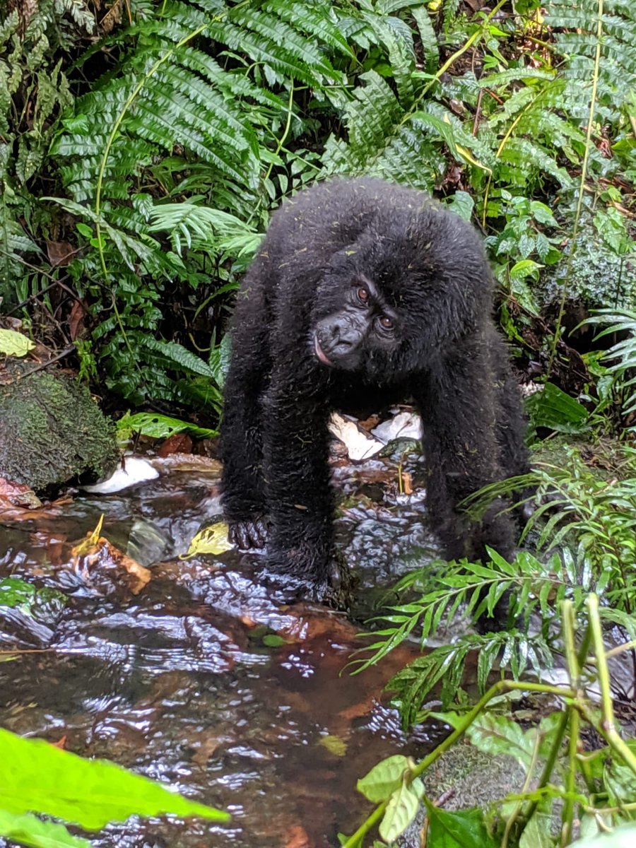 My mum and dad are in Africa and I wanted to share this amazing picture she took of a baby silverback 🙏❤️