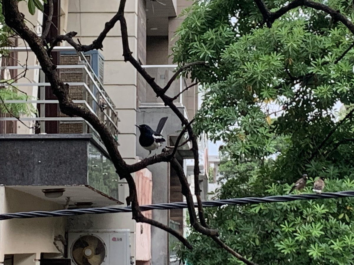 Another one .
Don’t remember seeing this before .
Anyone ??
#DelhiBirds