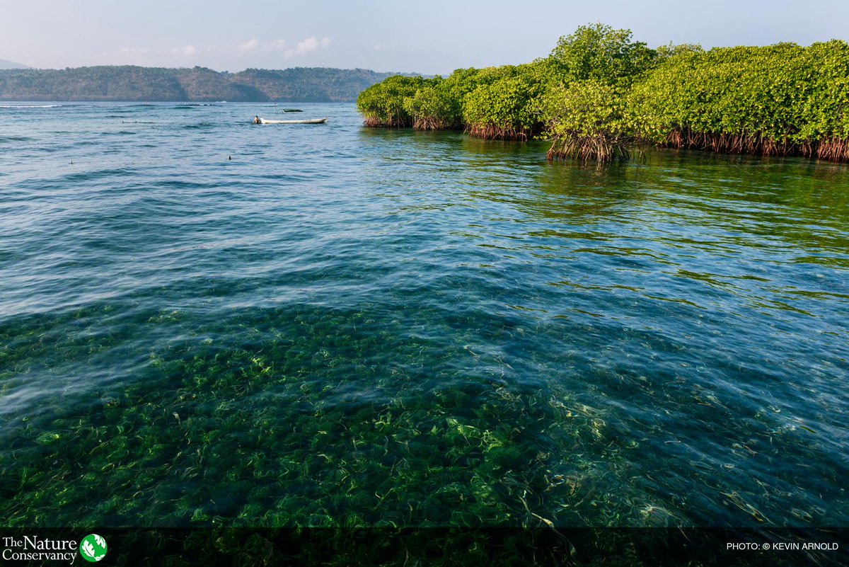 Have you heard of "blue carbon"? 

Coastal wetlands, including mangroves, sequester &amp; store carbon. All that blue carbon makes wetlands one of our longest-term climate mitigation solutions. links.nature.org/6x25f #WorldMangroveDay 💙