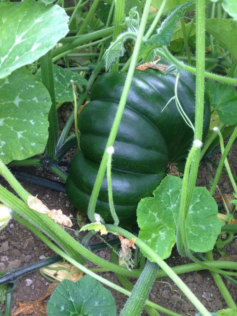 bucksumsalads's tweet photo. Wow look what’s coming later in the year ! #Ironback #CinderellaPumpkin #MusqueDuProvence https://t.co/Ta61mSbM39
