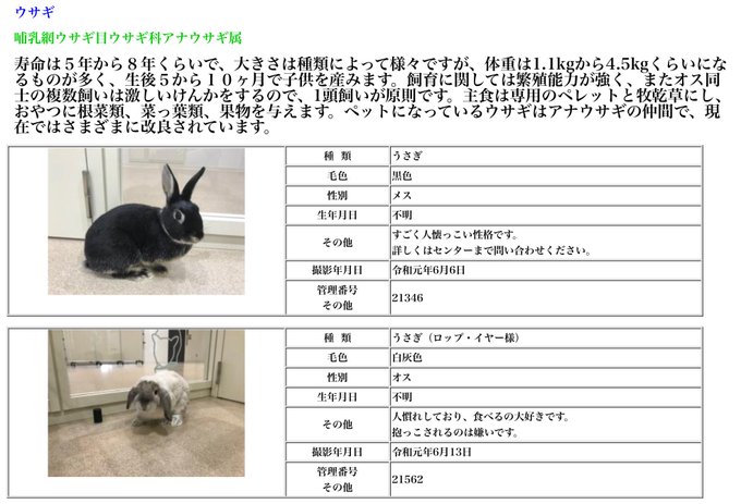 学校うさぎ はやめましょう 学校うさぎは教育上のメリットもない 新 ドイツに住むうさぎより