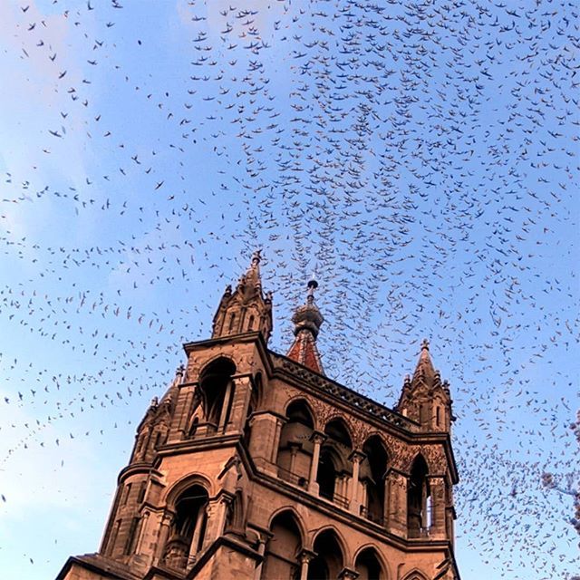 alexmayarts's tweet photo. 5 minutes of swallows sewing threads in the sky from Lausanne Cathedral in Switzerland. #algorithmicphotography #timelapse #lausanne #cathedral #swallows #birds #switzerland #birdsofinstagram https://t.co/rUXXNI1Wzi