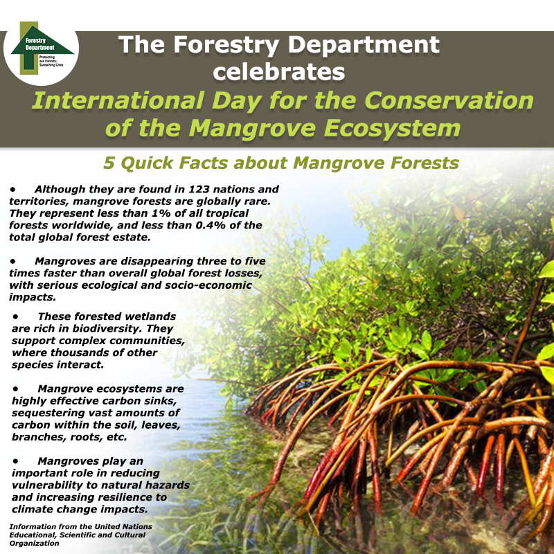 We are currently doing mangrove assessments to develop a plan to manage this resource by 2021. This plan will set out strategies and actions to conserve and protect the remaining mangroves (private and public). 
…
#ForestryDeptJa
#MangroveDay
#Mangrovesmatter
#Wetlandsmatter