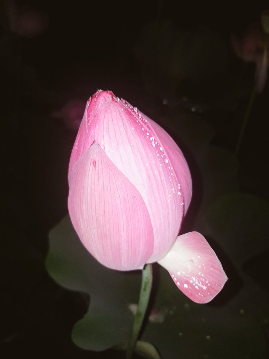 꽃이고싶다 
연꽃 처럼  수수하게
상림에서~~