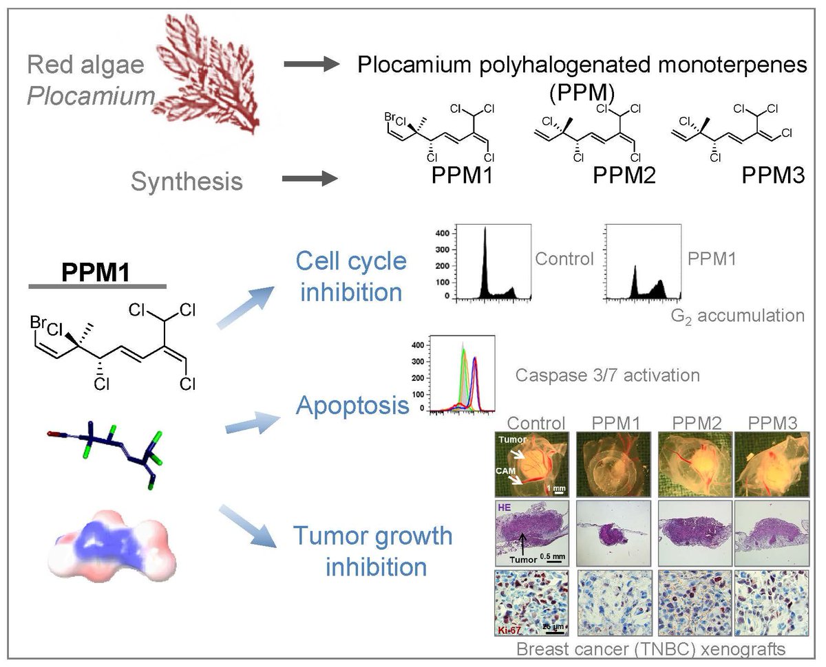 Article: A Novel Polyhalogenated Monoterpene Induces Cell Cycle Arrest and Apoptosis in Breast Cancer Cells mdpi.com/1660-3397/17/8…