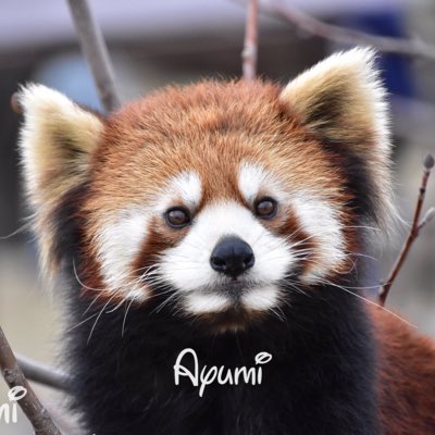 レッサーパンダのtwitterイラスト検索結果