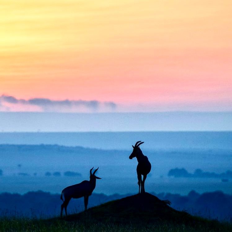JackleberryS's tweet photo. || Big sky country ||

The wide open grasslands of the Mara can enable you to use distance and long lenses to get the low angles needed to capture great animal silhouettes.@nytimes @CNN @LIVEsafariLIVE @BBCWorld @magicalkenya @tomsairowua @washingtonpost  #FridayMotivation https://t.co/Eq3Ylc2V0P