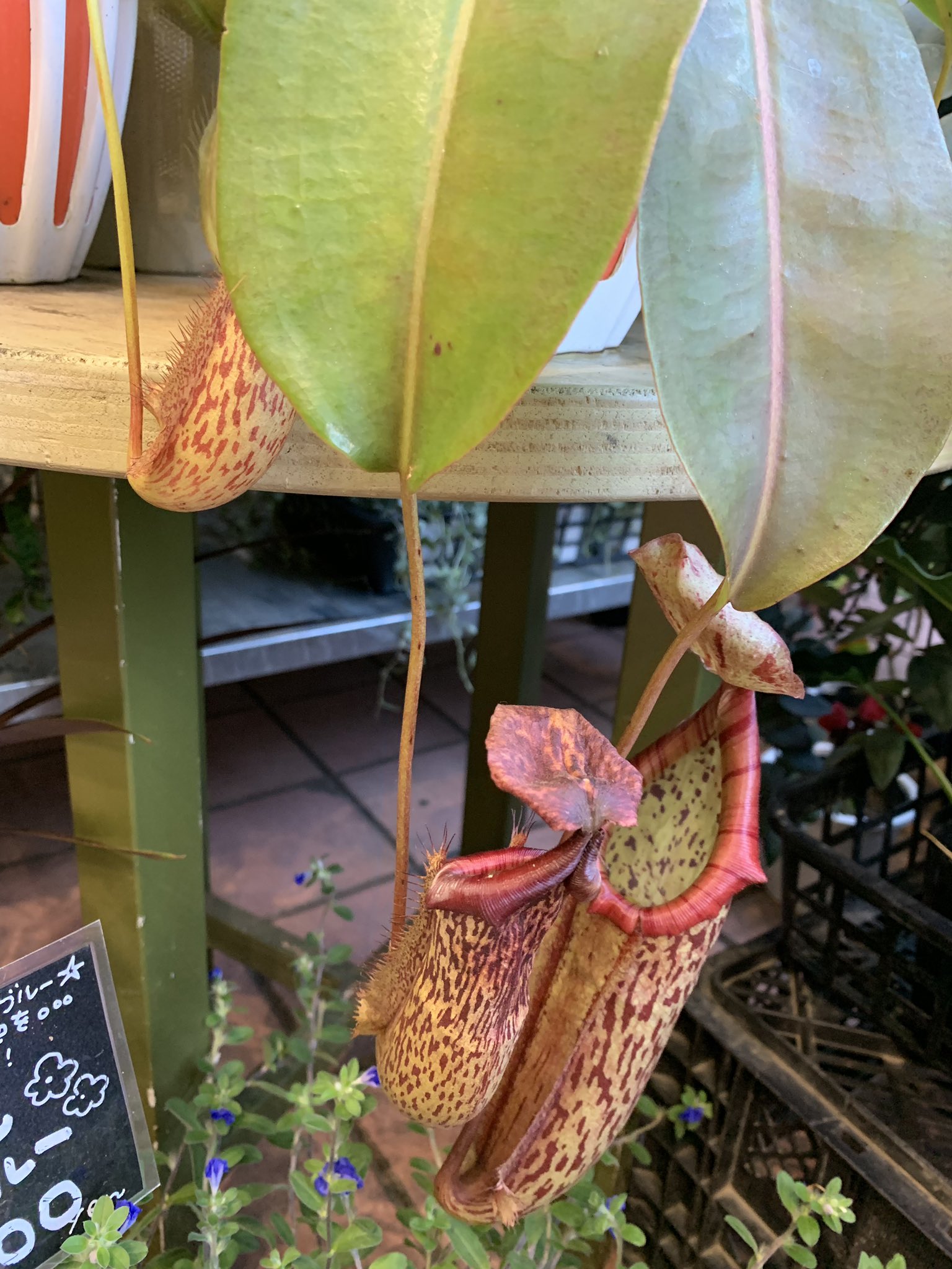 Iris 花が好きで 毎月必ず一輪挿しで部屋に飾るようにしてるの お酒が全く飲めない代わりの趣味みたいなもの 駅にある花屋 チェーン店のわりに力入れてて好き ネペンテス めっちゃ欲しい 食虫植物っていいよね T Co Jpzkau4eyh