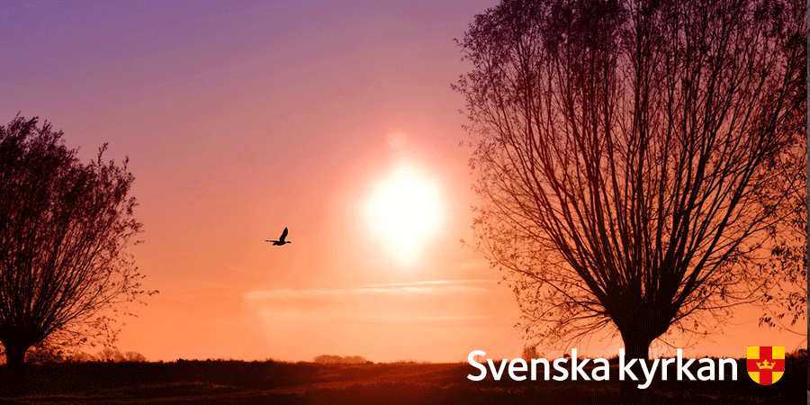 Din klara sol går åter opp. Jag tackar dig, min Gud. Med kraft och mod och nyttfött hopp jag höjer glädjens ljud.  (Psalm 176) #godmorgon