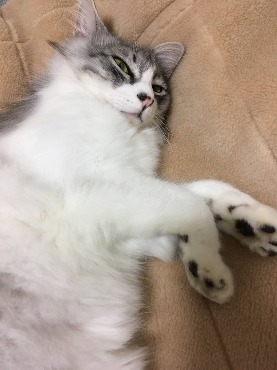 今日は暑かった〜。
暑さでやられちゃった人がここにもいます。
#猫好きさんと繋がりたい
#猫