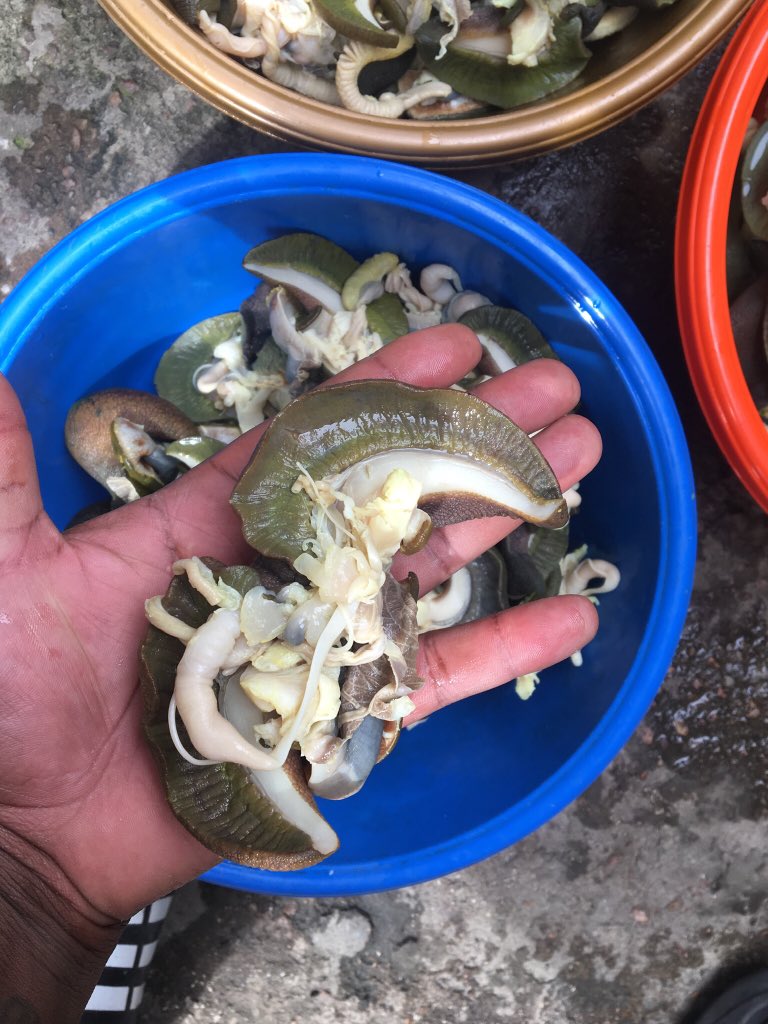 slowsteadyfarms's tweet photo. SNAILS For SALE. Cleaned and bagged.
All you need to do is call, and they'll be delivered within 48 hours. Free delivery. 
09029907820. Lagos.
@slowandsteadyfarms.

Like our page, share and get your friends to do the same. Thank you very much. https://t.co/MlCVsPK9iw