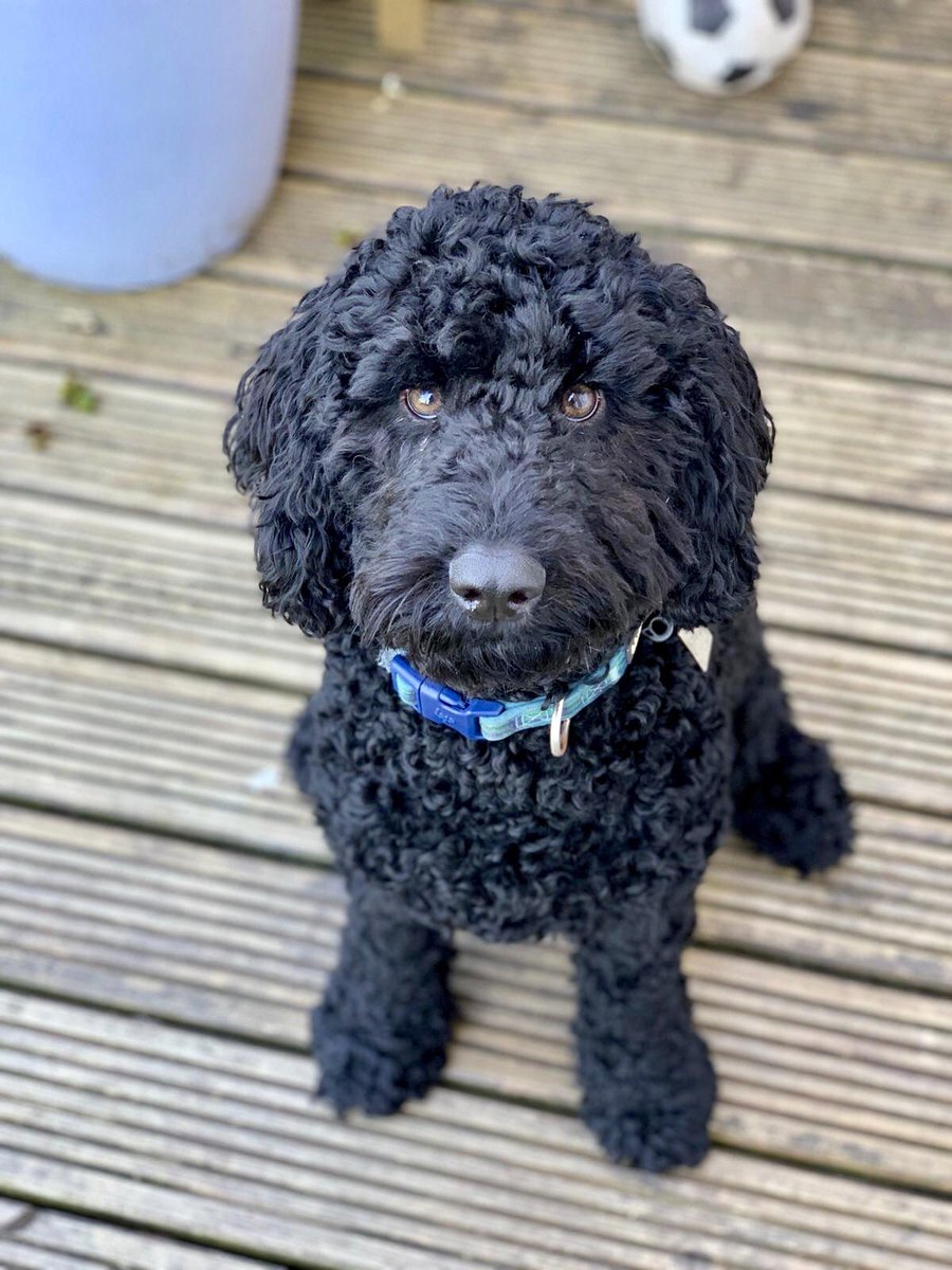 Cockpoo_dougal_dog. #nationaldogphotographyday