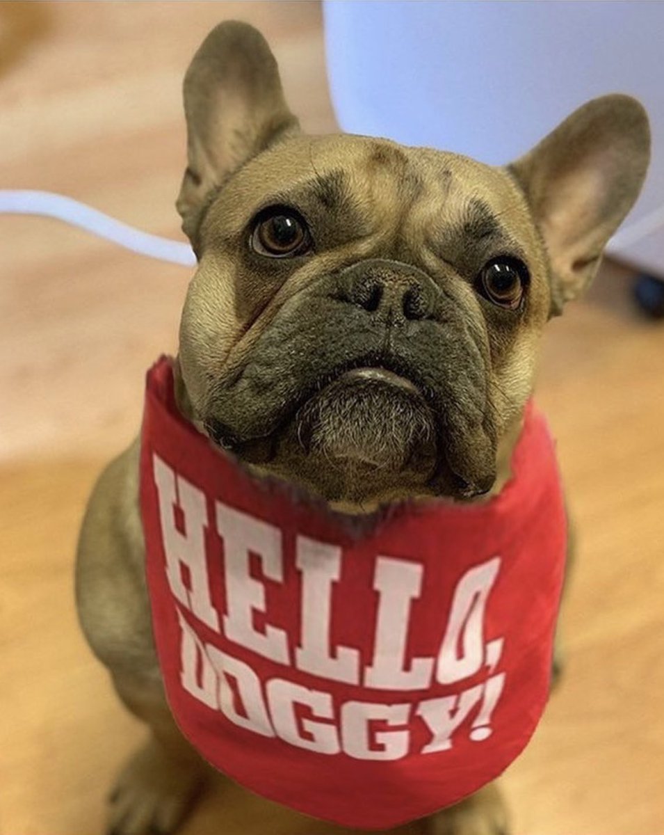thetheatrecafe's tweet photo. We are celebrating #nationaldogphotographyday with our gorgeous friend Ken 🐶 #hellodoggy https://t.co/FmRfhcgReF