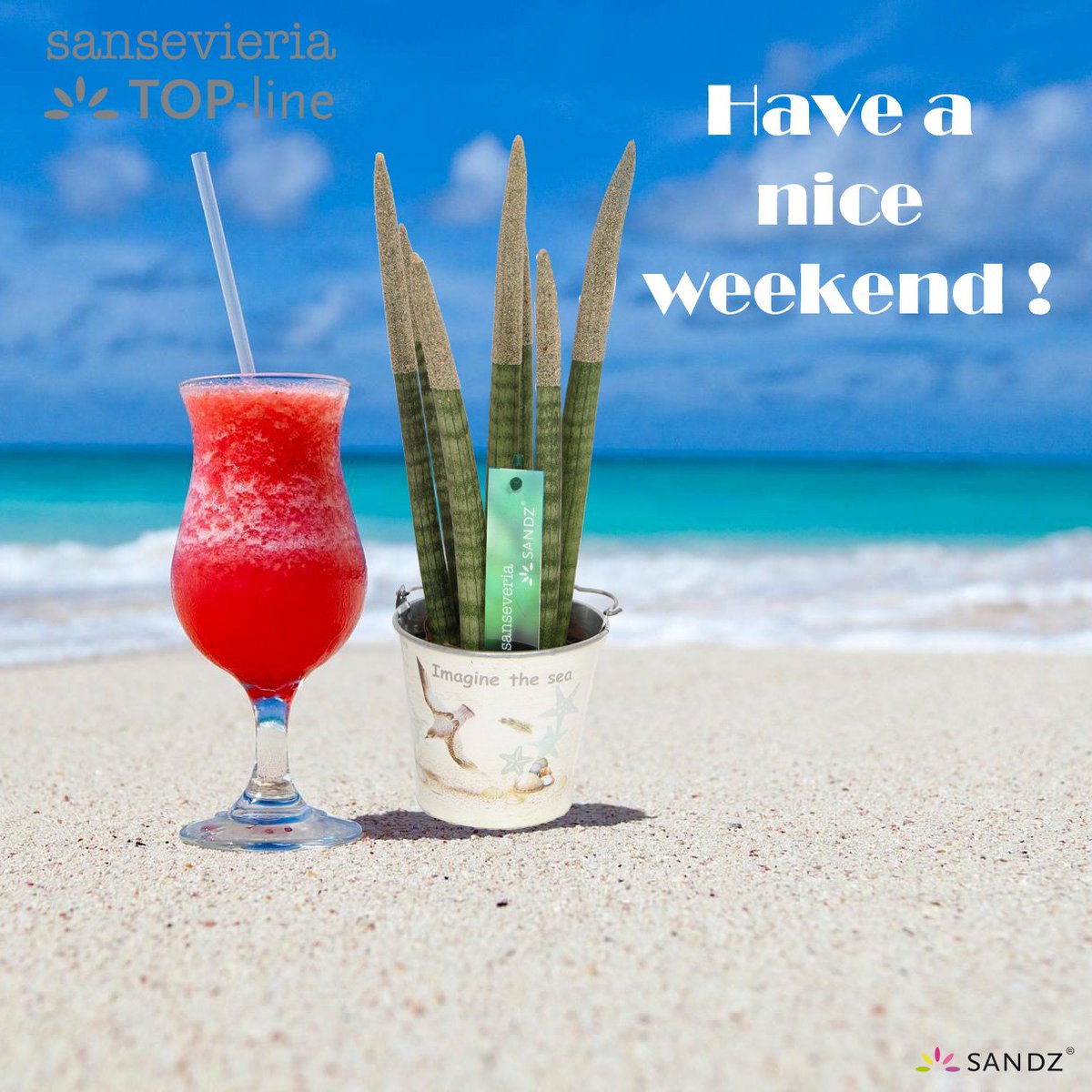 Bijna Weekend!! 😍
Vandaag laatste dag met deze tropische temperaturen ☀️☀️ Sansevieria TOP-line Sandz® #tropical #plant #sansevieria #sand #sandz #topline #beach #coctail #sun #weekend by <a href="/tropicenter/">Van der Arend</a>