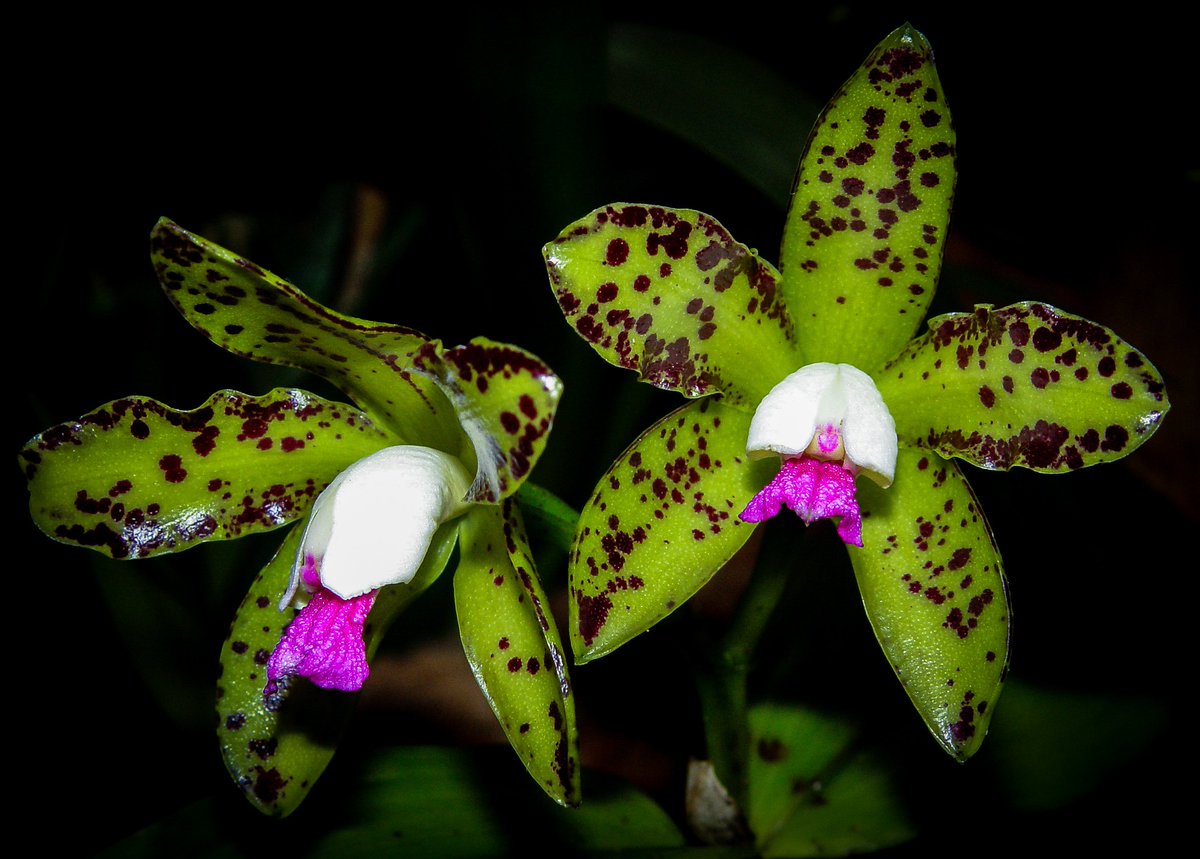 orchidcommittee's tweet photo. #Cattleya guttata, a bifoliate cattleya species with very fragrant long lasting flowers
Native to brazil where it grows as an #epiphyte or #lithophyte often near the coast at sea level
Grown by Jean Barker. Photos taken by Chris Barker, both members of @orchidcommittee @The_RHS https://t.co/ockzoAqCgq