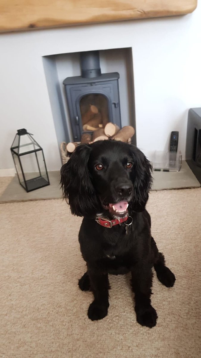 Oh, we love #nationaldogphotographyday, what a great excuse to post cute photos! Here's <a href="/ashrushton1/">Ashleigh Rushton</a>'s doggo Jake!