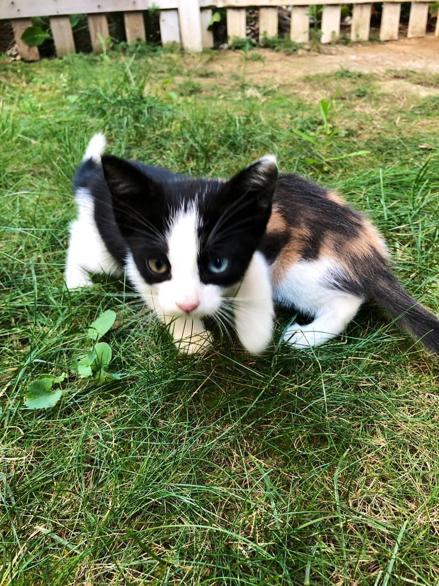 Bu masum yavrulara sahip çıkacak,evini paylaşacak,sabırla sevgiyle büyütecek güzel yürekli insanlar arıyorum...
Lütfen yardımcı olur musunuz? 
Rt