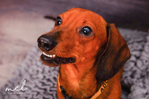 Please adopt me ❤ Dutch (Western Cape)

Age:5 (DOB 00.00.2014)
Sex: Male
Character: Loyal, people dependent, social
Dog Friendly
Must be rehomed into home with existing canine company
Adoption Fee R950.00
To adopt: Email cdradoptions@gmail.com
#adoptdontshop #dachshund #rescue