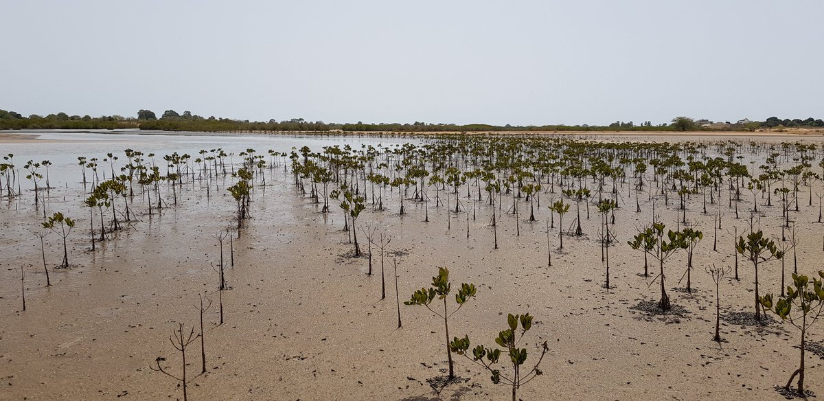Back in Betenti, Senegal with @ISRA_Senegal. Great to see mangrove reforestation efforts #WorldMangrovesDay  @JenniferMcElwa3 @IrishResearch @TCD_NatSci