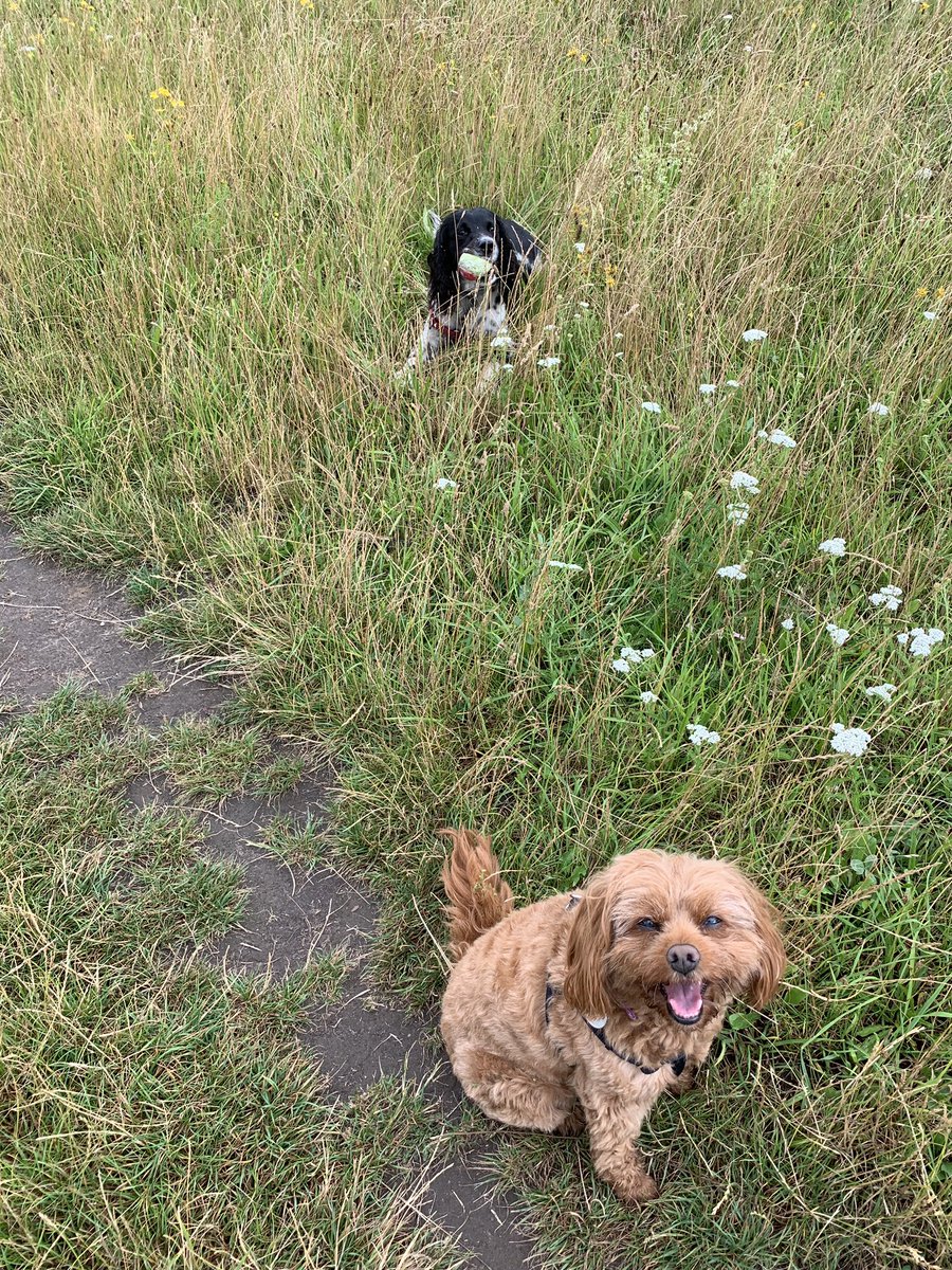 lynnelightning1's tweet photo. #nationaldogphotographyday #dogsoftwitter #nonsuchpark.  Poppy and Tilly enjoying being cooler today https://t.co/3pWS109qVX