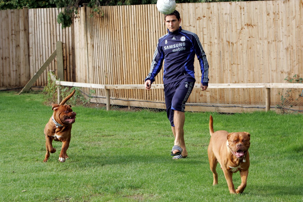 ChelseaFC's tweet photo. Here's Frank in the playmaker role... ⚽️🐶 #nationaldogphotographyday https://t.co/LHOeAy4xk3