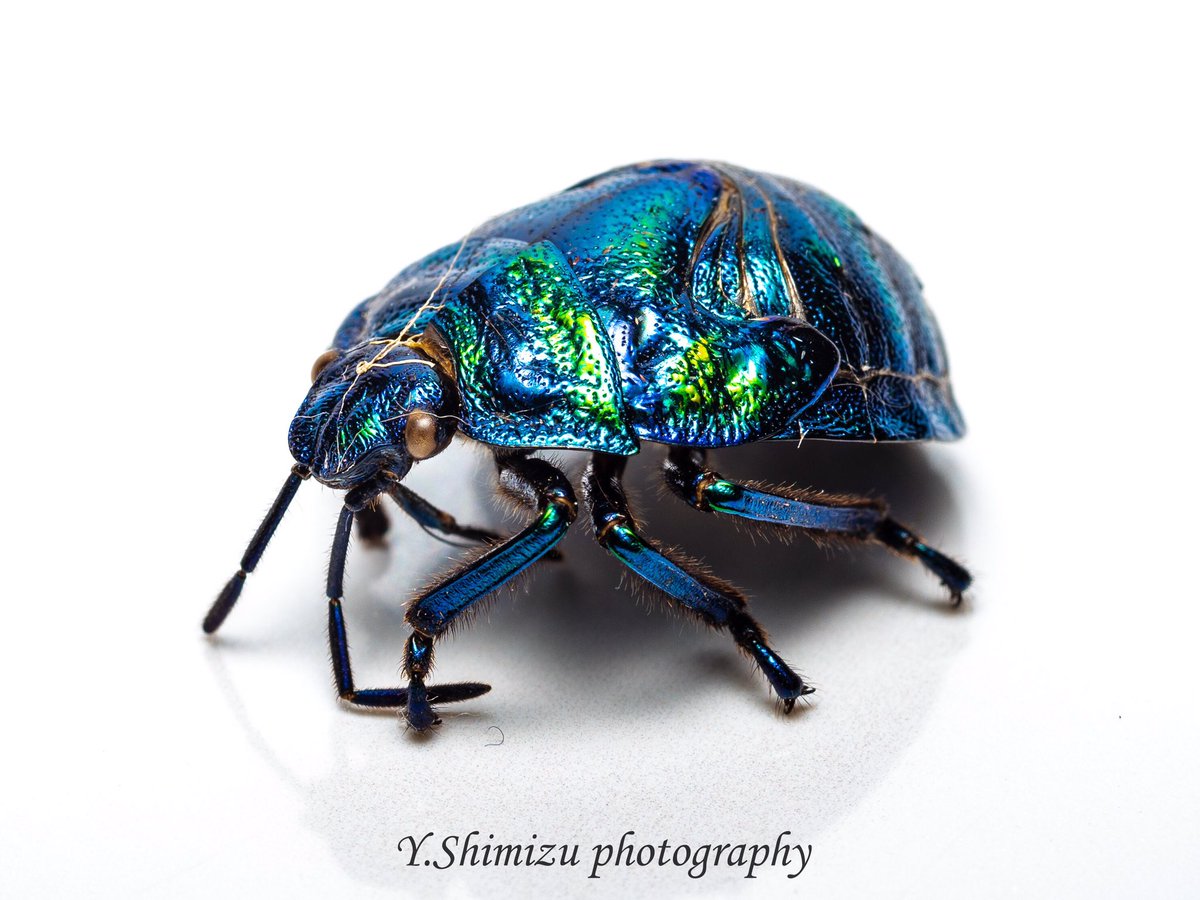 しみず 虫撮る人 ニシキキンカメムシ終齢幼虫の脱皮殻 青みが強い 昆虫 昆虫写真 キリトリセカイ 東京カメラ部 ファインダー越しの私の世界 写真好きな人と繋がりたい Olympus ニシキキンカメムシ