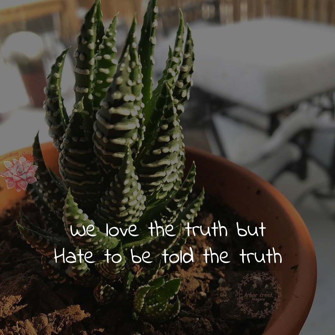 #We #love #the #truth #but #Hate #tobe #told the truth #succulents #success #quotes @ArborCreekNiag - Like for more success - Follow us for more success quotes @SucculentsSucc1