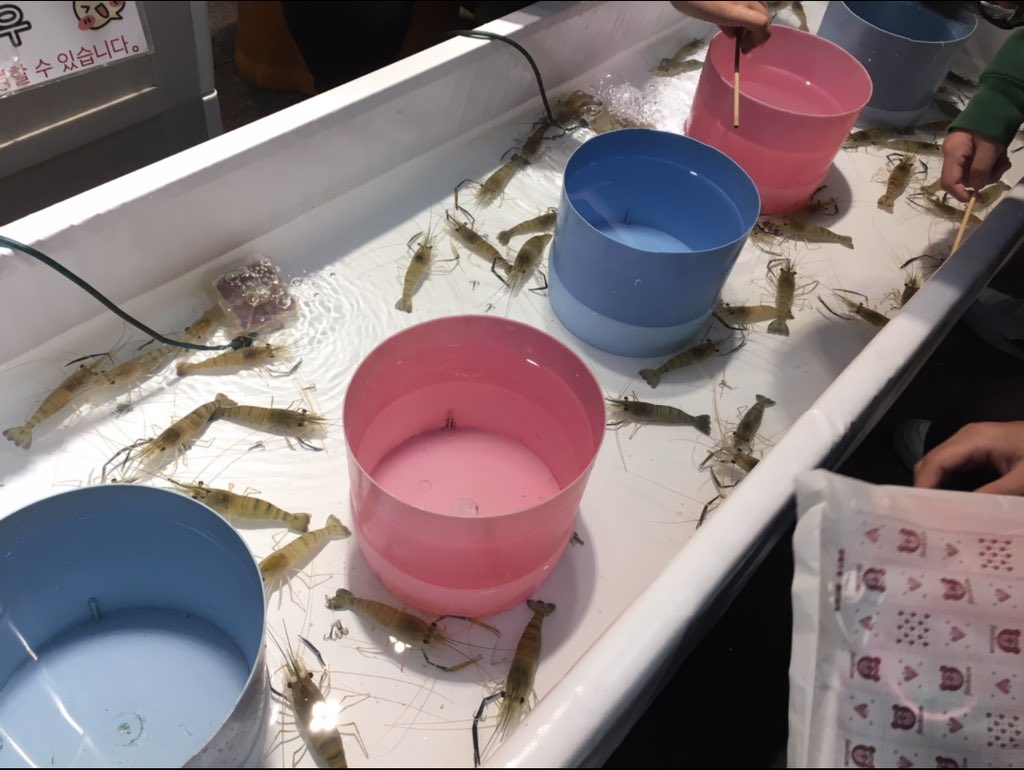 金魚すくいの金魚が無残に捨てられる Togetter