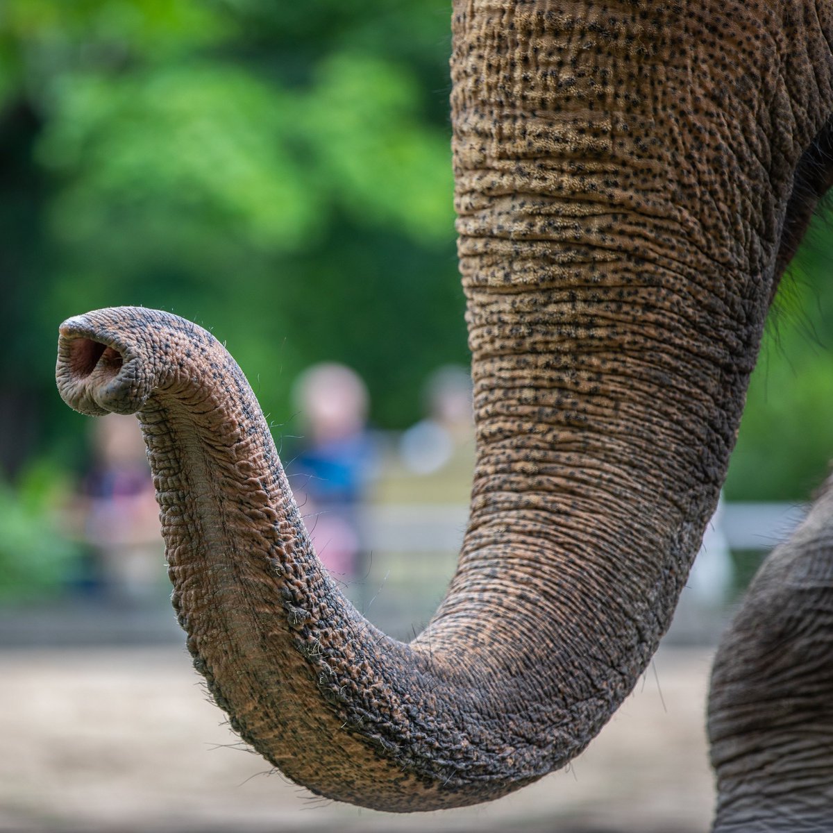 Zoo Tierpark Berlin Na Twitteru Nase Und Oberlippe Sind Beim Elefanten Zum Russel Zusammengewachsen Mit Ihm Konnen Sie Greifen Trinken Atmen Riechen Kommunizieren Und Sich Sogar Verteidigen Ein Wahres Wunderwerkzeug 175jahrezooberlin